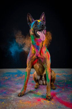 Stüdyonun arka planında renkli boya olan güzel bir köpeğin portresi..