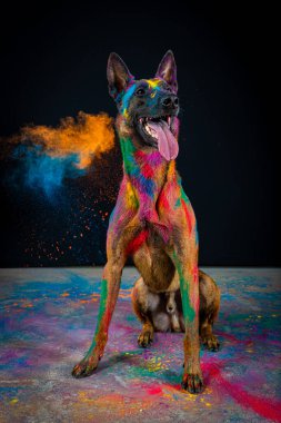 Stüdyoda bir Afrikalı çobanın portresi. Renkli bir boyanın arka planında..