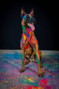 Gökkuşağı renginde köpek