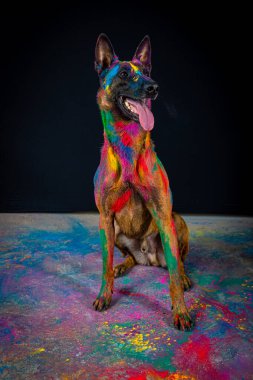 Siyah arka planda boyalı Alman çoban köpeği.