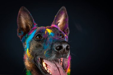 Renkli gökkuşağı boyalı Avustralyalı bir çobanın portresi.