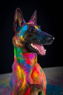 Köpek çobanı, gökkuşağı renkli ve gökkuşağı renkli Avustralya çobanı.