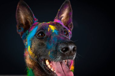 Renklerle boyanmış köpek