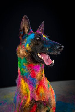 Köpek, koyu renkli arka planda çoban yetiştirir.