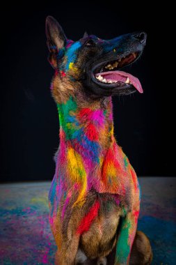 Gökkuşağı renkli köpek çobanı. portre.