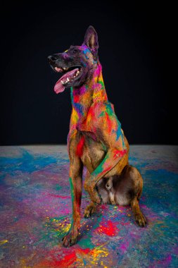 Stüdyodaki köpek. Stüdyoda siyah arka planda renkli bir köpek var. evcil hayvan, sanat