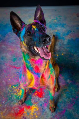 Renkli gökkuşağı boyalı bir köpek stüdyoda yerde oturuyor..