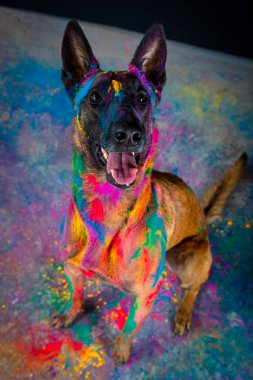 Amerikan personeli teriyer köpeği gökkuşağı renginde bir boyayla