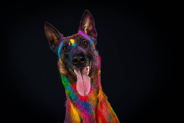 Gökkuşağı renginde köpek Alman çoban köpeği, koyu arkaplanda portre