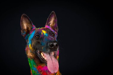 Gökkuşağı renginde köpek portresi. Stüdyodaki köpek koyu arkaplanda renkli lekeler var.