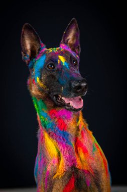 Renkli gökkuşağı renginde bir köpek