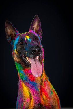 Gökkuşağındaki köpek siyah arka planda renkli gökkuşağı