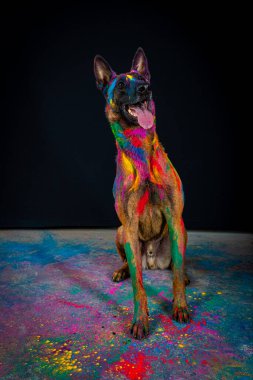 Stüdyoda siyah arka planda bir köpeğin portresi