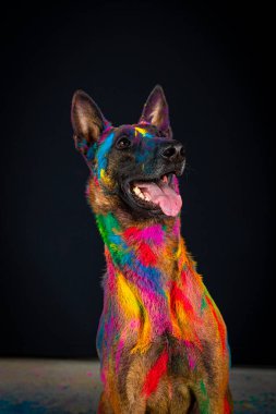 Stüdyoda gökkuşağı renginde bir köpeğin portresi