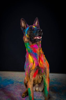 Köpek portresi, renkli gökkuşağı rengi, stüdyo fotoğrafı.