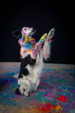 Tatlı bir köpeğin komik portresi.