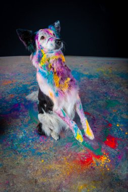 Siyah arka planda renkli boyalı köpek Jack Russell Terrier.