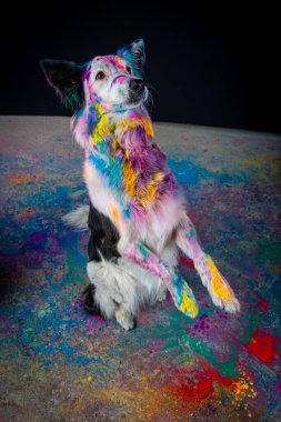 Stüdyoda siyah arka planda renkli bir çoban köpeği.