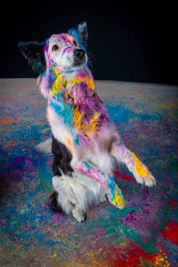 Kafasında renkli boya olan bir köpek, stüdyo resmi, izole edilmiş.