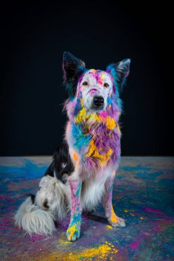 Renkli gökkuşağı renkli boyaların arka planında Avustralya çoban köpeğinin portresi. evcil hayvan, sanat, resim.