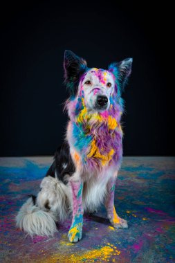 Bir köpek portresi. Renkli bir çoban köpeği gökkuşağı renginde.