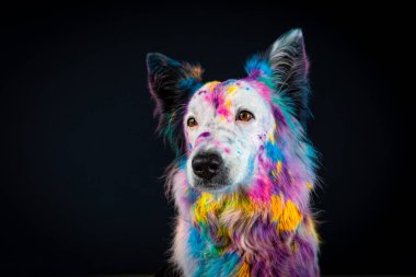 Renkli köpek. karışık ırk