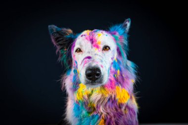 Gökkuşağı renkli boyalı bir köpek.