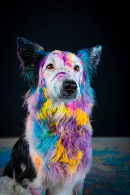 Renkli boyalı bir köpeğin portresi