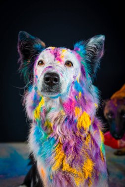 Renkli boyalı güzel bir köpek.
