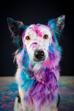 Renkli bir çoban köpeğiyle