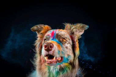 Renkli boyalı bir köpek. Avustralyalı çoban. Arka planda Avustralyalı bir çobanın portresi.