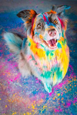 Renkli Holi renginde bir köpek.
