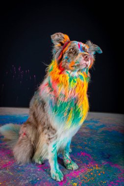 Gökkuşağı renkli boyalı bir köpek.