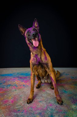 Stüdyoda siyah arka planda bir köpek