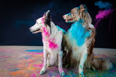 İki komik Avustralyalı çoban köpeği stüdyoda siyah arka planda renkli boyalarla oynuyorlar.