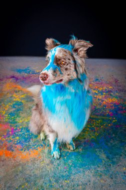 Renkli boyalı şirin bir köpek.