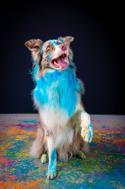 Avustralyalı renkli boyalı çoban köpeği.