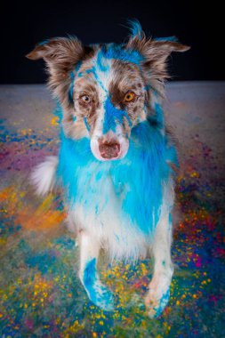 Renkli holi renkleri olan komik bir köpek.