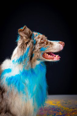 Avustralyalı çoban gözü olan mavi bir köpek. renkli arkaplan