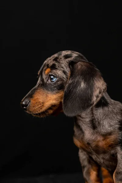 Sevimli bir dachshund köpeği portresi