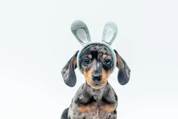 ensaio Pet - İki Klik Fotoğraf Evcil Hayvanı