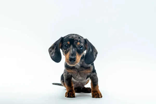 Beyaz arka planda şirin bir dachshund