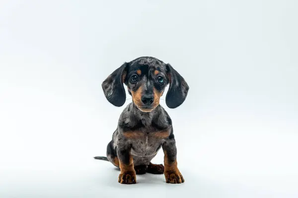 Kameraya bakan sevimli bir dachshund köpeğinin portresi.