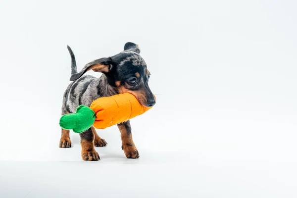 Şirin dachshund köpeği oyuncakla oynuyor.