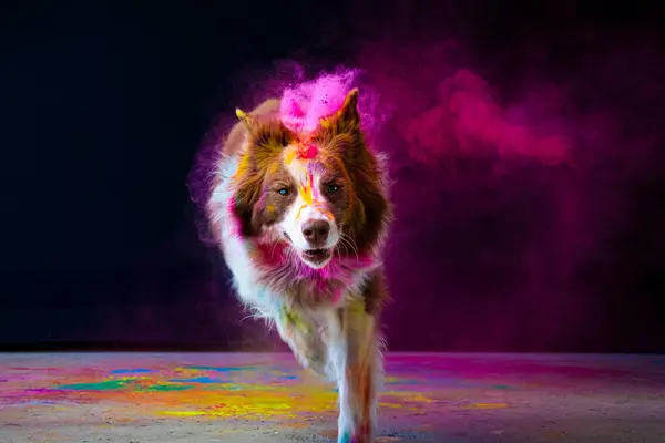 colorful dog with collie in the background. mixed breed pet in motion. neon light in motion