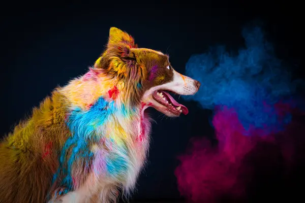 Avustralya çoban köpeğinin ağzında gökkuşağı renginde bir köpek. evcil.