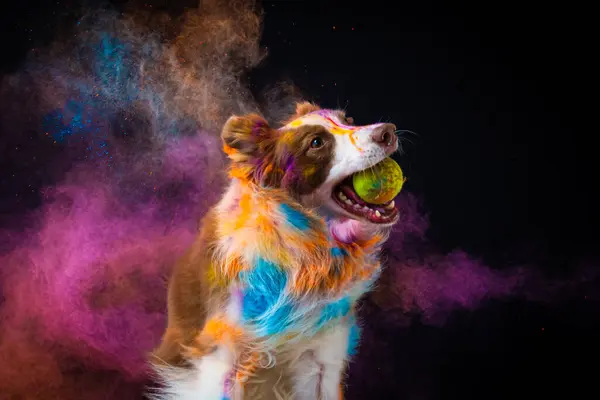 Ağzında çoban köpeği topu olan köpek.