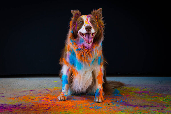 dog collie with colored powder paint on the floor in the room. pet in the center.