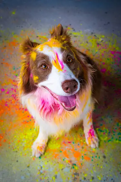 Renkli boyalı köpek.