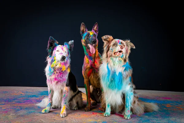 Stüdyoda üç köpek var.